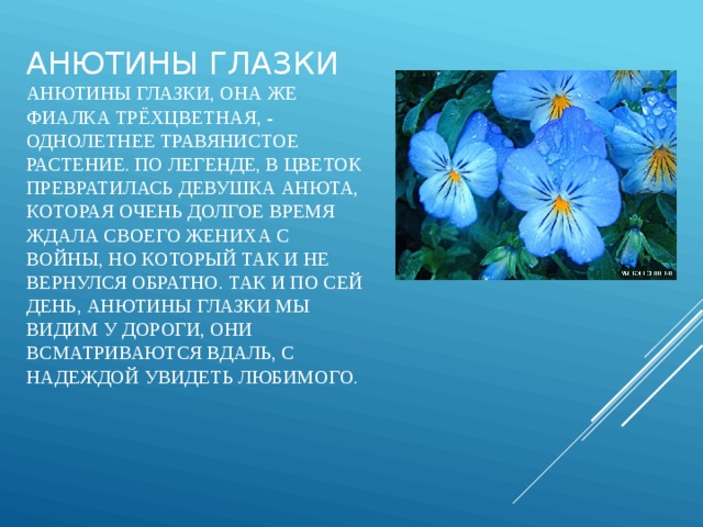 Анютины глазки  Анютины глазки, она же фиалка трёхцветная, - однолетнее травянистое растение. По легенде, в цветок превратилась девушка Анюта, которая очень долгое время ждала своего жениха с войны, но который так и не вернулся обратно. Так и по сей день, анютины глазки мы видим у дороги, они всматриваются вдаль, с надеждой увидеть любимого. 