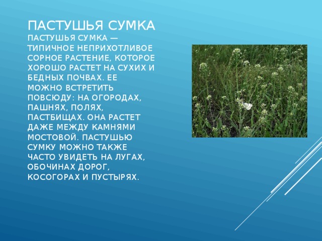 Пастушья сумка  Пастушья сумка — типичное неприхотливое сорное растение, которое хорошо растет на сухих и бедных почвах. Ее можно встретить повсюду: на огородах, пашнях, полях, пастбищах. Она растет даже между камнями мостовой. Пастушью сумку можно также часто увидеть на лугах, обочинах дорог, косогорах и пустырях. 