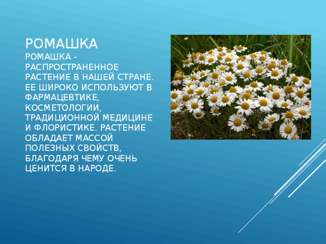 Ромашка  Ромашка - распространенное растение в нашей стране. Ее широко используют в фармацевтике, косметологии, традиционной медицине и флористике. Растение обладает массой полезных свойств, благодаря чему очень ценится в народе. 
