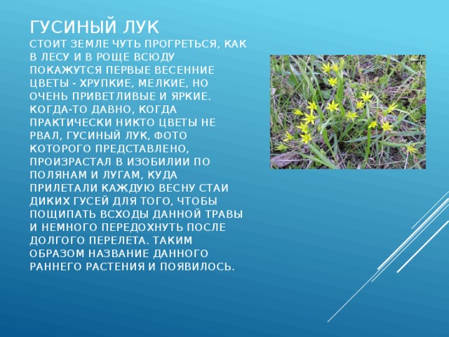 Гусиный лук  Стоит земле чуть прогреться, как в лесу и в роще всюду покажутся первые весенние цветы - хрупкие, мелкие, но очень приветливые и яркие. Когда-то давно, когда практически никто цветы не рвал, гусиный лук, фото которого представлено, произрастал в изобилии по полянам и лугам, куда прилетали каждую весну стаи диких гусей для того, чтобы пощипать всходы данной травы и немного передохнуть после долгого перелета. Таким образом название данного раннего растения и появилось. 