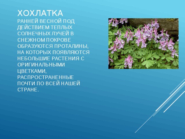 Хохлатка  Ранней весной под действием теплых солнечных лучей в снежном покрове образуются проталины, на которых появляются небольшие растения с оригинальными цветками, распространенные почти по всей нашей стране. 