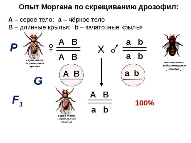 Генетические задачи на сцепленное наследование