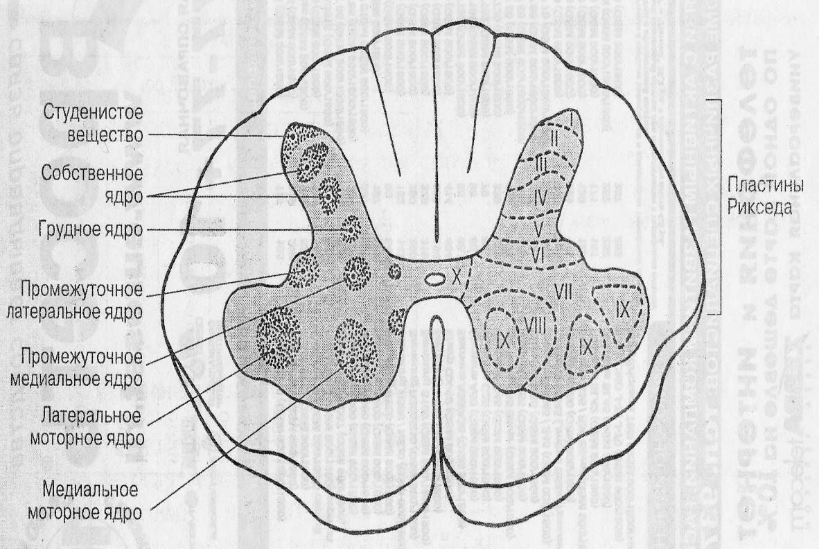 Ядра спинного мозга рисунок