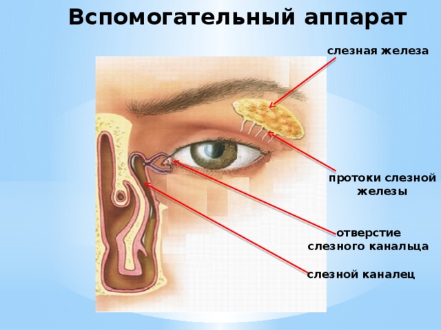 Слезная железа находится. Протоки слезной железы. Слезные железы человека. Строение глаза слезная железа.