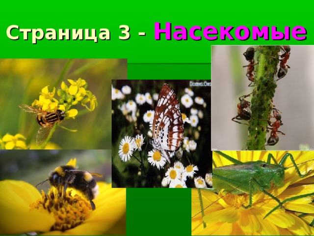 Страница 3 - Насекомые