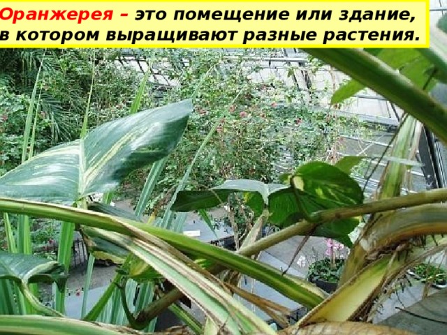 Оранжерея – это помещение или здание, в котором выращивают разные растения. 