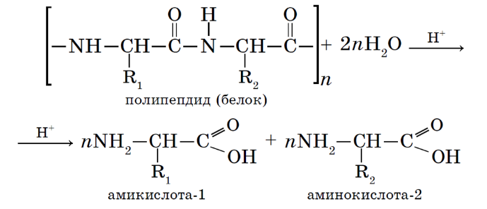 2 при гидролизе белка образуются. Гидролиз белков схема. Гидролиз белков схема реакции. Гидролиз белков в организме человека реакция. Кислотный гидролиз белков схема.