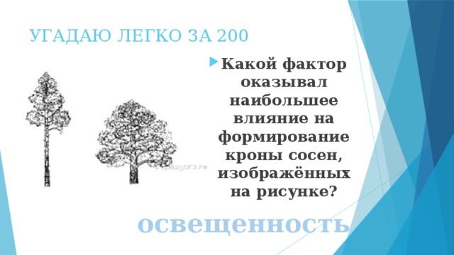 УГАДАЮ ЛЕГКО ЗА 200 Какой фактор оказывал наибольшее влияние на формирование кроны сосен, изображённых на рисунке? освещенность 