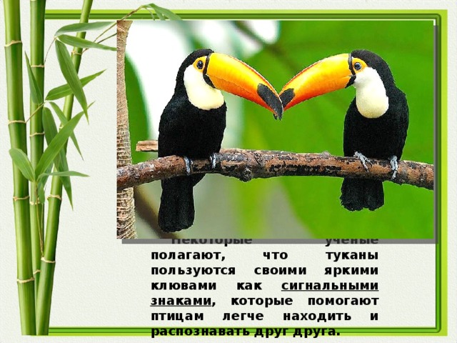 Некоторые ученые полагают, что туканы пользуются своими яркими клювами как сигнальными знаками , которые помогают птицам легче находить и распознавать друг друга.