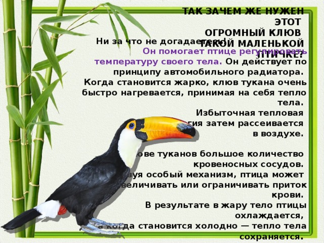 ТАК ЗАЧЕМ ЖЕ НУЖЕН ЭТОТ ОГРОМНЫЙ КЛЮВ ТАКОЙ МАЛЕНЬКОЙ ПТИЧКЕ? Ни за что не догадаетесь! Он помогает птице регулировать температуру своего тела. Он действует по принципу автомобильного радиатора. Когда становится жарко, клюв тукана очень быстро нагревается, принимая на себя тепло тела. Избыточная тепловая энергия затем рассеивается в воздухе.   В клюве туканов большое количество кровеносных сосудов. Используя особый механизм, птица может увеличивать или ограничивать приток крови. В результате в жару тело птицы охлаждается, а когда становится холодно — тепло тела сохраняется .