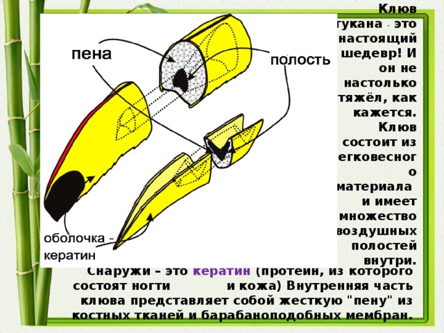Клюв тукана – это настоящий шедевр! И он не настолько тяжёл, как кажется. Клюв состоит из легковесного материала и имеет множество воздушных полостей внутри. Снаружи – это кератин (протеин, из которого состоят ногти и кожа) Внутренняя часть клюва представляет собой жесткую 