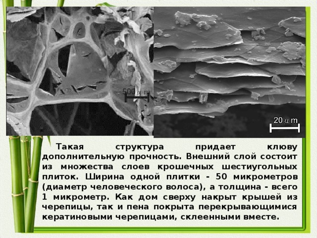 Такая структура придает клюву дополнительную прочность. Внешний слой состоит из множества слоев крошечных шестиугольных плиток. Ширина одной плитки - 50 микрометров (диаметр человеческого волоса), а толщина - всего 1 микрометр. Как дом сверху накрыт крышей из черепицы, так и пена покрыта перекрывающимися кератиновыми черепицами, склеенными вместе.