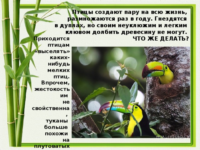 Птицы создают пару на всю жизнь,  размножаются раз в году. Гнездятся  в дуплах, но своим неуклюжим и легким  клювом долбить древесину не могут.  ЧТО ЖЕ ДЕЛАТЬ?     Приходится птицам «выселять» каких-нибудь мелких птиц. Впрочем, жестокость им не свойственна,  туканы больше похожи на плутоватых воришек.