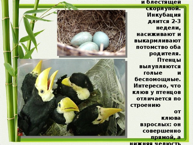 В кладке у них всего 1-4 круглых яйца с белой и блестящей скорлупой. Инкубация длится 2-3 недели, насиживают и выкармливают потомство оба родителя. Птенцы вылупляются голые и беспомощные. Интересно, что клюв у птенцов отличается по строению от клюва взрослых: он совершенно прямой, а нижняя челюсть заметно шире верхней. УГАДАЛИ, ЗАЧЕМ?