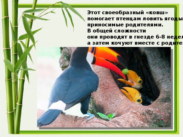 Этот своеобразный «ковш» помогает птенцам ловить ягоды, приносимые родителями. В общей сложности они проводят в гнезде 6-8 недель, а затем кочуют вместе с родителями.