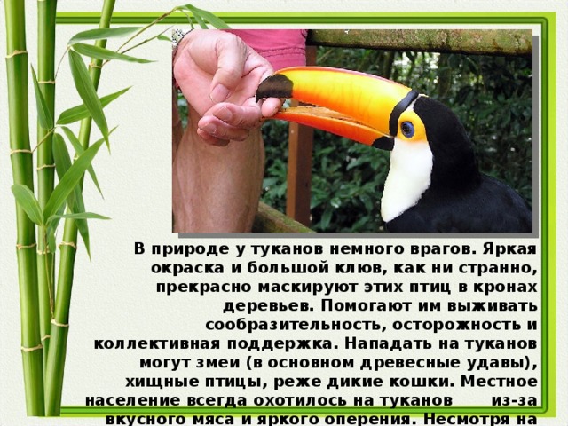 В природе у туканов немного врагов. Яркая окраска и большой клюв, как ни странно, прекрасно маскируют этих птиц в кронах деревьев. Помогают им выживать сообразительность, осторожность и коллективная поддержка. Нападать на туканов могут змеи (в основном древесные удавы), хищные птицы, реже дикие кошки. Местное население всегда охотилось на туканов из-за вкусного мяса и яркого оперения. Несмотря на это птицы не очень пострадали от охоты, а доверчивый и дружелюбный нрав превратили птиц в популярных домашних питомцев.