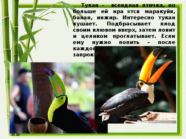 Тукан - всеядная птичка, но больше ей нра в я тся маракуйя, банан, инжир. Интересно тукан кушает. Подбрасывает плод своим клювом вверх, затем ловит и целиком проглатывает. Если ему нужно попить – после каждого глотка тукан запрокидывает голову.