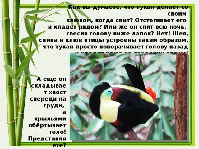Как вы думаете, что тукан делает со своим клювом, когда спит? Отстегивает его и кладет рядом? Или же он спит всю ночь, свесив голову ниже лапок? Нет! Шея, спина и клюв птицы устроены таким образом, что тукан просто поворачивает голову назад и кладет клюв на середину спины! А ещё он складывает хвост спереди на груди, а крыльями обёртывает тело! Представляете?