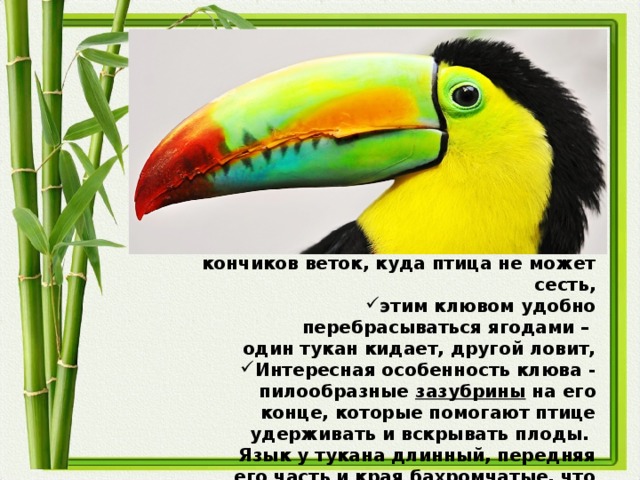 сама форма клюва помогает срывать плод с кончиков веток, куда птица не может сесть, этим клювом удобно перебрасываться ягодами – один тукан кидает, другой ловит, Интересная особенность клюва - пилообразные зазубрины на его конце, которые помогают птице удерживать и вскрывать плоды. Язык у тукана длинный, передняя его часть и края бахромчатые, что придает ему перистый вид