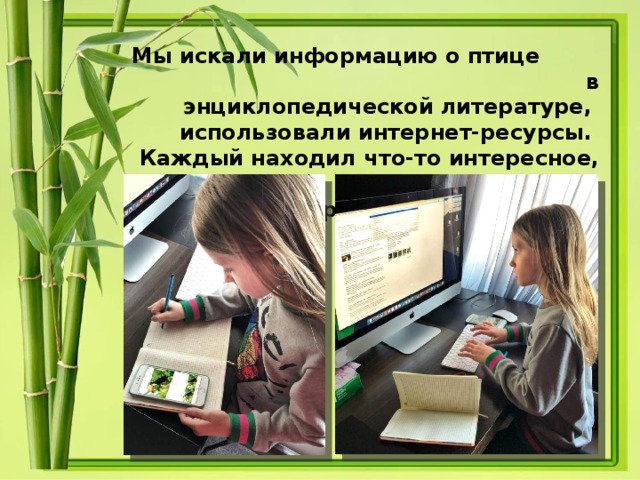 Мы искали информацию о птице в энциклопедической литературе, использовали интернет-ресурсы. Каждый находил что-то интересное, а потом мы встречались и соединяли информацию.