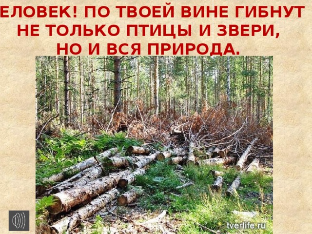 Человек! По твоей вине гибнут не только птицы и звери, но и вся природа.