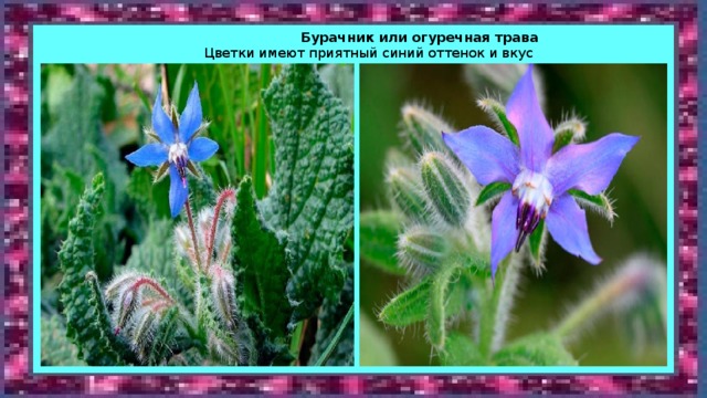  Бурачник или огуречная трава    Цветки имеют приятный синий оттенок и вкус огурца!  