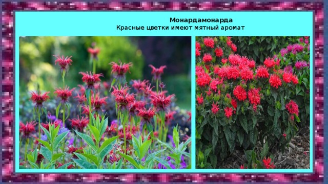  Монардамонарда   Красные цветки имеют мятный аромат 