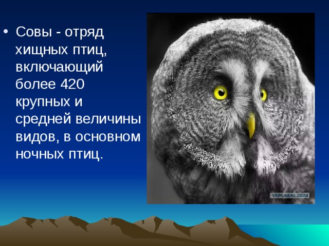 Совы - отряд хищных птиц, включающий более 420 крупных и средней величины видов, в основном  ночных птиц. 