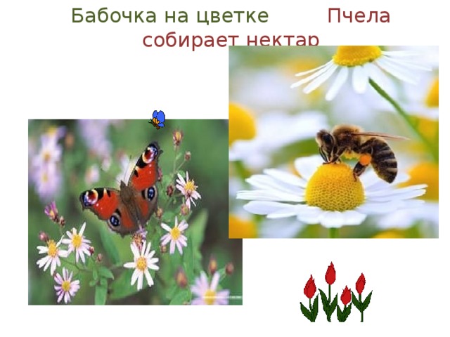Бабочка на цветке Пчела собирает нектар   