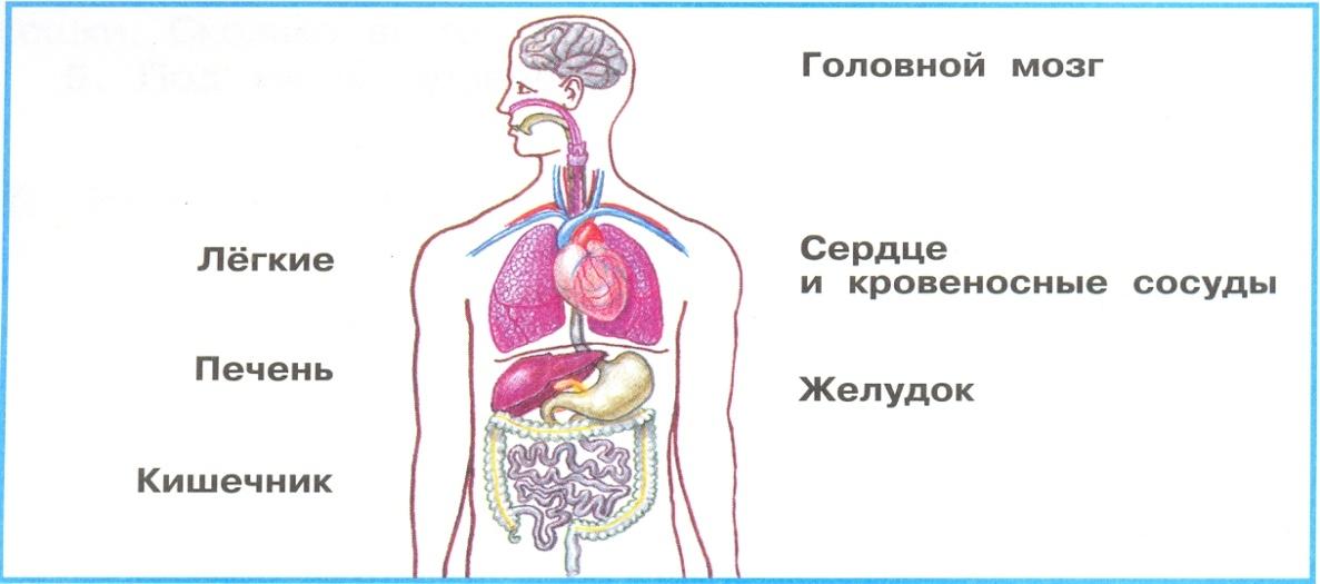 Внешнее строение человека 3 класс окружающий мир схема