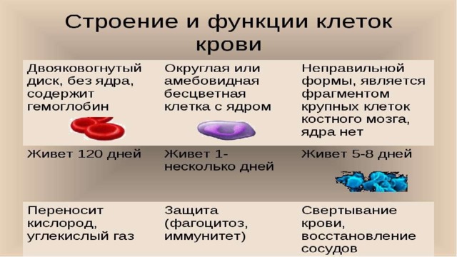 Схема состав крови 7 класс биология