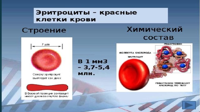 Строение эритроцитов. Клетки эритроциты строение и функции. Строение эритроцита человека. Строение эритроцитов в крови 8 класс. Эритроцит схема строения.