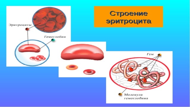 Рисунок эритроцита человека. Строение эритроцитов животных. Эритроцит схема строения. Эритроцит человека схема. Строение эритроцитов человека рисунок.