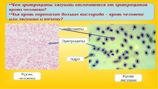 Укажите какой цифрой на рисунке обозначены эритроциты лягушки а какой эритроциты человека