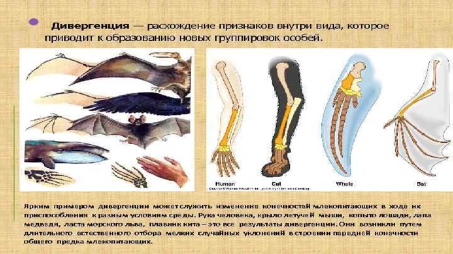 Презентация биологический прогресс и регресс 11 класс