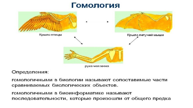 Презентация биологический прогресс и регресс 11 класс