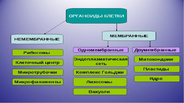 Перечислите двумембранные органоиды. Одномембранные органоиды клетки. Одномембранные и двумембранные органоиды.