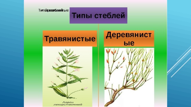 Презентация 6 класс строение стебля презентация