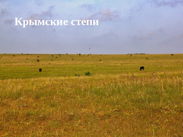 Крымские степи 