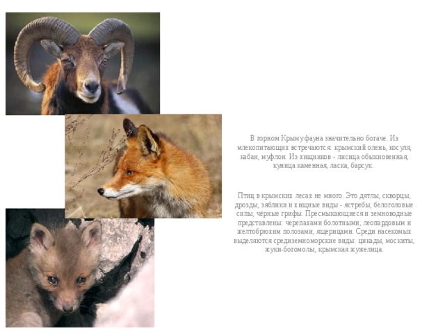  Фауна В горном Крыму фауна значительно богаче. Из млекопитающих встречаются: крымский олень, косуля, кабан, муфлон. Из хищников - лисица обыкновенная, куница каменная, ласка, барсук. Птиц в крымских лесах не много. Это дятлы, скворцы, дрозды, зяблики и хищные виды - ястребы, белоголовые сипы, чёрные грифы. Пресмыкающиеся и земноводные представлены: черепахами болотными, леопардовым и желтобрюхим полозами, ящерицами. Среди насекомых выделяются средиземноморские виды: цикады, москиты, жуки-богомолы, крымская жужелица. 