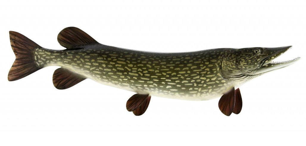 Шчупак перевод с белорусского. Щука Esox Lucius. Обыкновенная щука (Esox Lucius). Esox Lucius рыба. Щука обыкновенная вид сбоку.