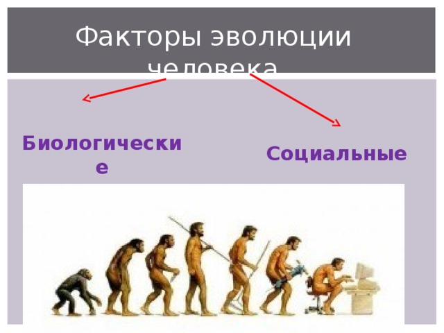 Факторы эволюции. Основные этапы эволюции человека. Эволюция человека презентация.