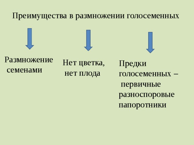 Преимущества в размножении голосеменных Размножение  семенами Нет цветка,  нет плода Предки голосеменных – первичные разноспоровые папоротники