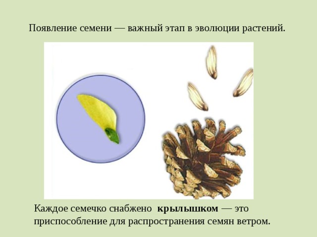 Появление семени — важный этап в эволюции растений. Каждое семечко снабжено крылышком — это приспособление для распространения семян ветром.