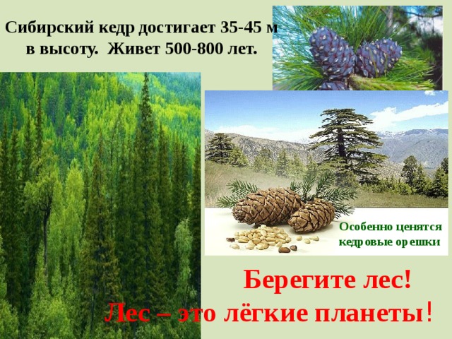 Сибирский кедр достигает 35-45 м в высоту. Живет 500-800 лет. Особенно ценятся кедровые орешки  Берегите лес! Лес – это лёгкие планеты !