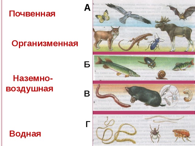 А  Почвенная   Организменная Б  Наземно-воздушная      Водная В Г 