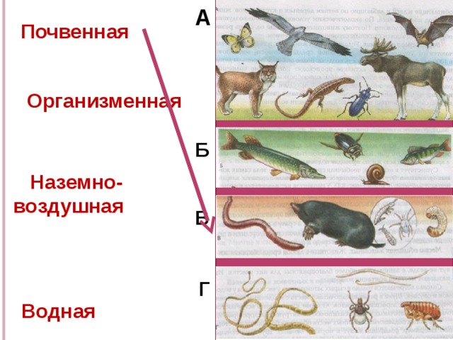 4 среды животных. Организменная наземно воздушная. Водяной почвенная наземно-воздушная организменная.