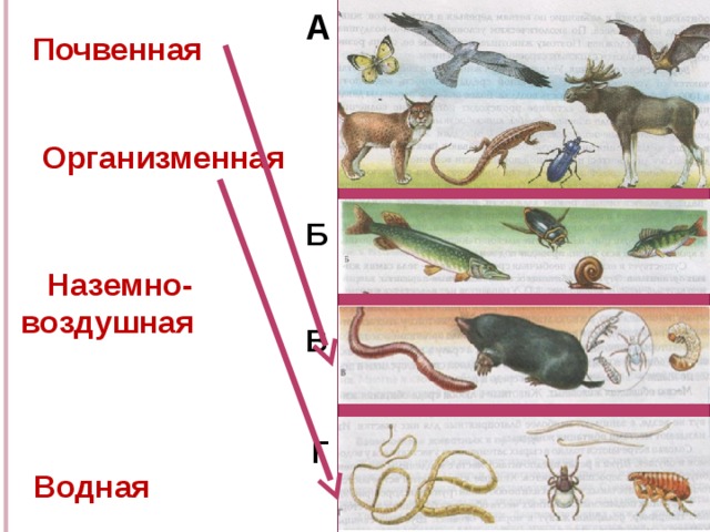А  Почвенная   Организменная Б  Наземно-воздушная      Водная В Г 