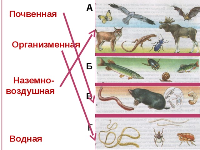 А  Почвенная   Организменная Б  Наземно-воздушная      Водная В Г 