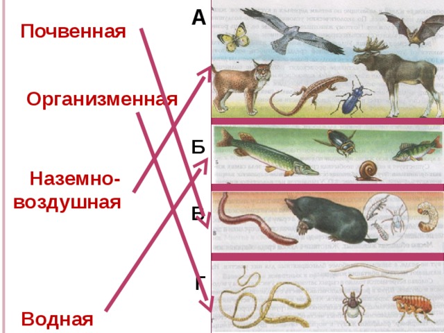 А  Почвенная   Организменная Б  Наземно-воздушная В      Водная Г 